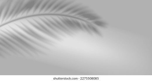 Sombra borrosa de una hoja de palmera aislada en un fondo transparente. Ilustración vectorial realista. 