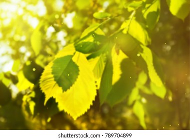 Blurred spring background with green leaves and sunlight. Vector.