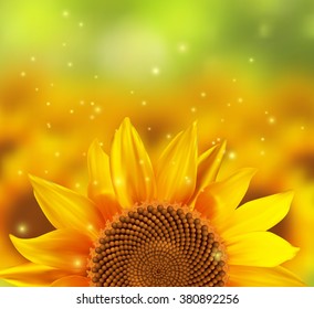 A blurred sunflower field with one flower in the front, vector illustration.