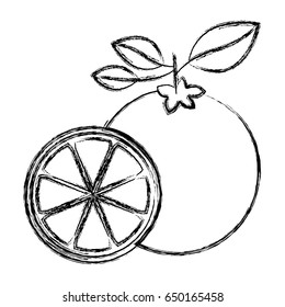 blurred thick silhouette of one lemon fruit and lemon slice vector illustration