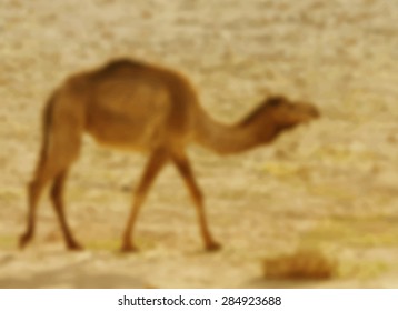 Blurred vector camel in desert