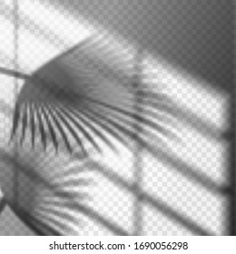 Blurry Palm Branch Window Reflection Or Shadow Of Tropic Tree On Wall. Blurry Overlay On Transparent Background. Poster With Light Reflection Or Monochrome Overshadow. Tropic Sunrise Or Sunset