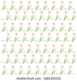 blush pink flower vector and word tulip on white background
