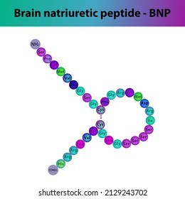 BNP Brain Natriuretic Peptide Hormone Peptide Primary Structure. Biomolecule Schematic Amino Acid Sequence On White Background.