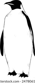 bnw standing penguin vector illustration