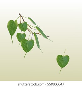 Bo leaves heart-shaped leaves are long end. 