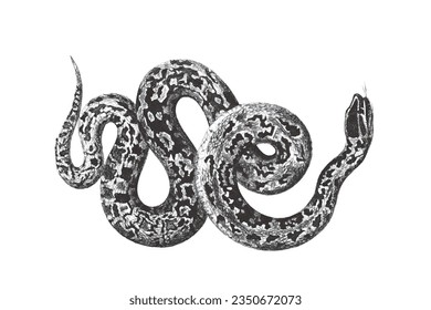 Constrictor de Boa. Esbozo de Doodle. Ilustración vectorial vintage.