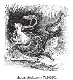 Boa constrictor snake vintage engraving. Old engraved illustration of Boa constrictor catching a calf.