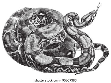 Boa constrictor (Boa constrictor) / vintage illustration from Meyers Konversations-Lexikon 1897