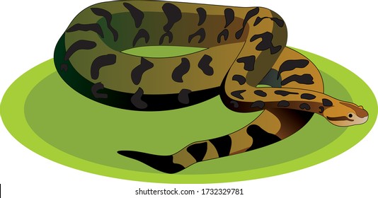 boa snake in its habitat