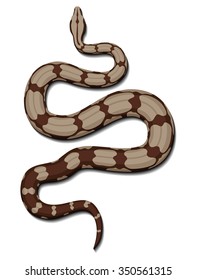 Boa Snake Vector.