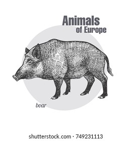Boar hand drawing. Animals of Europe series. Vintage engraving style. Vector art illustration. Black graphic isolate on white background. The object of a naturalistic sketch.