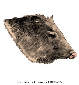 boar head sketch vector graphics color picture