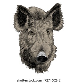 boar head sketch vector graphics color picture