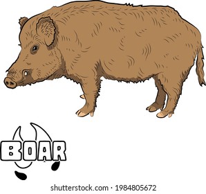 Boar looking forward. Cartoone style.