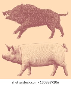 Boar and pig. Design set. Hand drawn engraving. Editable vector vintage illustration. Isolated on light background. 8 EPS