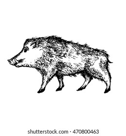 boar realistic drawing. Vector Illustration