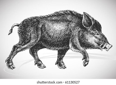 boar realistic drawing - vintage styled vector, isolated on white background