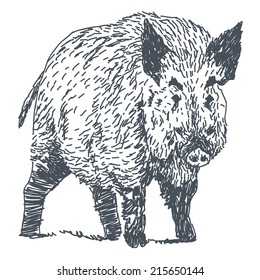 Boar sketch drawing isolated on white background