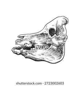 Crânio de javali. Perfil do esqueleto de animais mortos. Desenho de anatomia vintage do osso da face com dentes. Esboço com contorno desenhado em estilo retrô. Ilustração vetorial detalhada isolada sobre fundo branco.