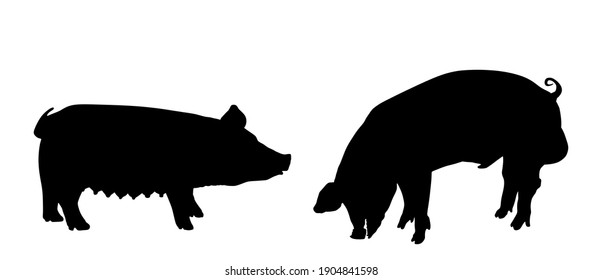 Boar and sow, male and female pig vector silhouette illustration isolated on white. Pork meat. Butcher shop wallpaper, poster. Spawn farm animal symbol. Domestic swine. Breeding boar. Organic food.