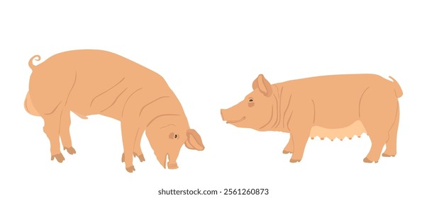 Boar and sow, male and female pig vector illustration isolated on white. Pork meat. Butcher shop wallpaper, poster. Spawn farm animal symbol. Domestic swine. Breeding boar. Organic food. Pig couple.