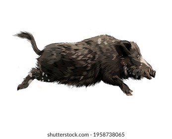 Boar from a splash of watercolor, colored drawing, realistic. Vector illustration of paints