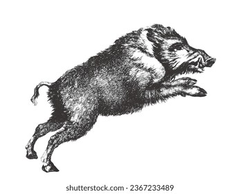 Boar (Sus scrofa). Doodle sketch. Vintage vector illustration.