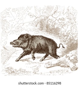 Boar - ilustración vintage - "Histoire naturelle" de Buffon y Lacépède publicado en Francia en 1881