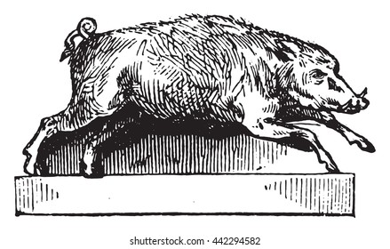 Boar, vintage engraved illustration. Magasin Pittoresque 1852.
