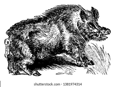 Boar is the wild ancestor of the domesticated pig, vintage line drawing or engraving illustration.