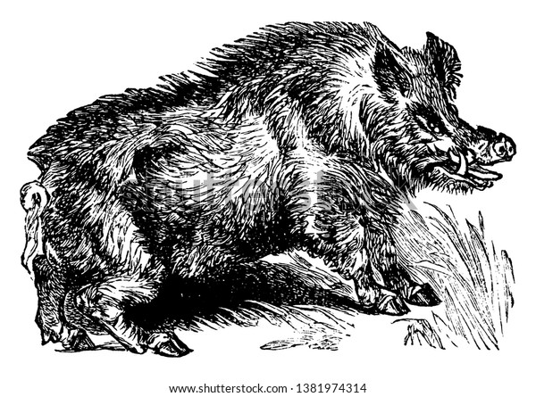 Boar Wild Ancestor Domesticated Pig Vintage Stock Vector (Royalty Free ...