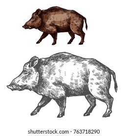 Boar wild animal sketch vector icon side view. Wild aper swine or pig hog for wildlife fauna and zoology or hunting sport team trophy symbol and nature zoo adventure club design