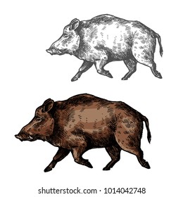 Boar wild animal vector sketch icon. Wild aper swine or pig hog side view symbol for wildlife fauna and zoology or hunting sport team trophy symbol and nature zoo adventure club design