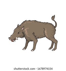 Boar wild animal vector sketch icon. Wild aper swine or pig hog side view symbol for wildlife fauna and zoology or hunting sport team trophy symbol and nature zoo adventure club design in EPS10