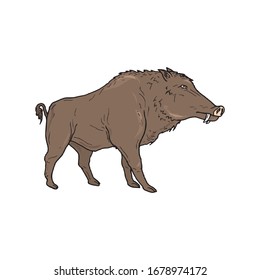 Boar wild animal vector sketch icon. Wild aper swine or pig hog side view symbol for wildlife fauna and zoology or hunting sport team trophy symbol and nature zoo adventure club design in EPS10