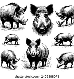 Boar or wild pig drawing ink sketch, vintage engraved style vector illustration.