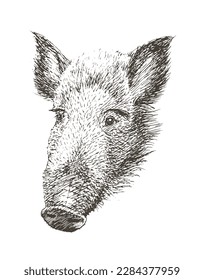 Boar or wild pig, hand drawn, vector illustration