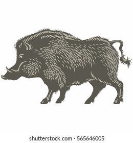 Boar, wild pig, illustration, vector