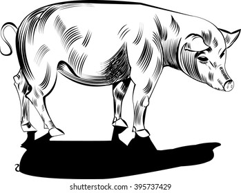 Boar  ,
Wild Pig, Meat Is Very  delicious ,   All elements are in separate layers color can be changed easily.   