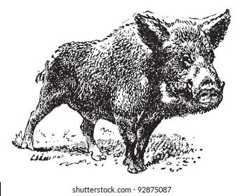 Boar or wild pig, vintage engraved illustration. Dictionary of words and things - Larive and Fleury - 1895.