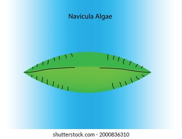 boat shaped diatom algae, habitat in worldwide in fresh, salt, brackish water. these algae's are eaten by amoebas and  ciliates. diet of navicular is sugars produced through photosynthesis.  