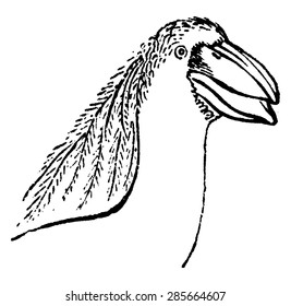 Boat-billed heron or boatbill, vintage engraved illustration. Natural History of Animals, 1880.
