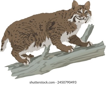 Bob Cat Standing on Tree Trunk