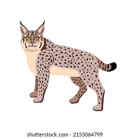 1,307 Bobcat Sitting Images, Stock Photos & Vectors 