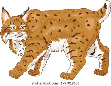 Bobcat Cartoon Illustration With Brown Hairy Coat