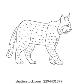 Bobcat in line art drawing style. Vector illustration.