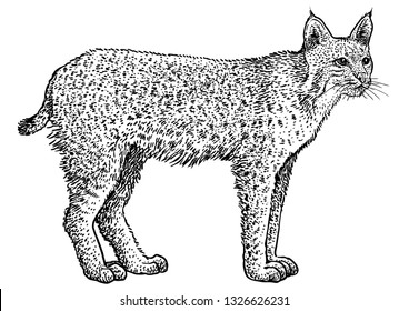 Bobcat, Lynx rufus illustration, drawing, engraving, ink, line art, vector