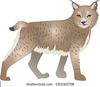 bobcat, north american wild cat - Vector