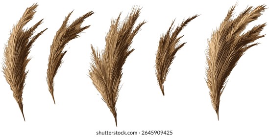 Bobtail barley squirreltail barley Hordeum jubatum foxtail barley intermediate barley isolated frontal cutout tree vector illustration, arid plants, native grasses, agricultural crops